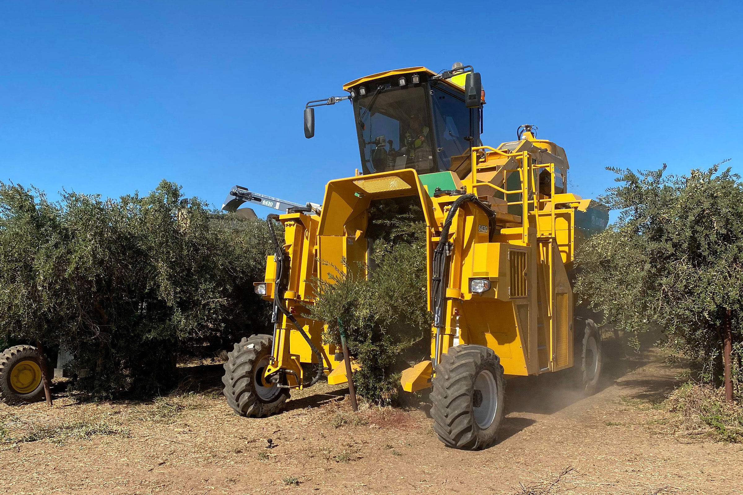 Oxbo grape harvester