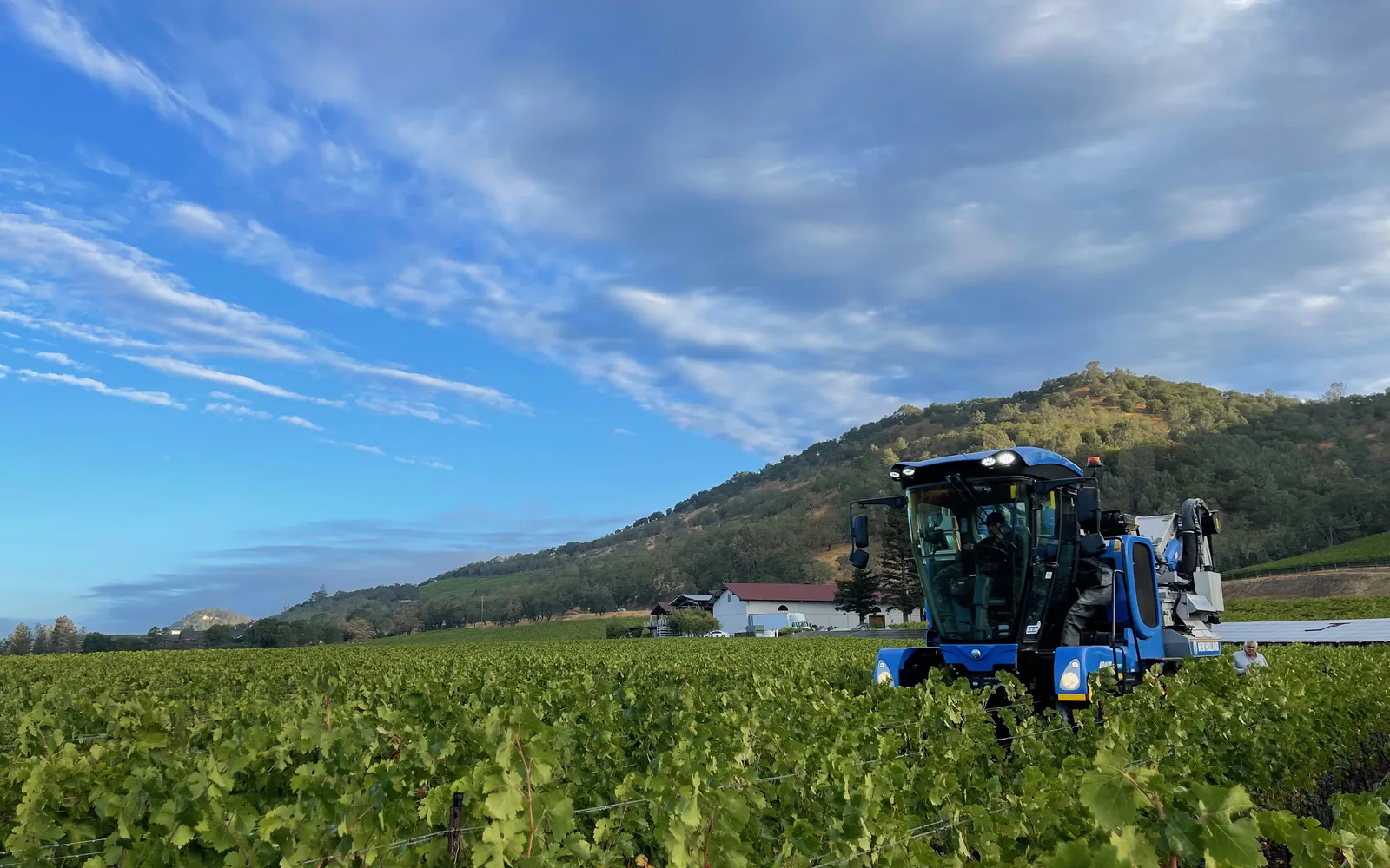 New Holland Braud grape harvester working in a vineyard